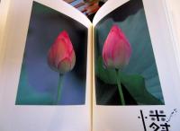 蓮花 : 鈴木薫写真集