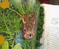知床 : わたしの動物カレンダー