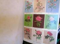 Redouté Roses Iron-on Transfer Patterns　　英語版  