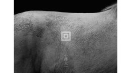 回　＜小澤太一写真集＞