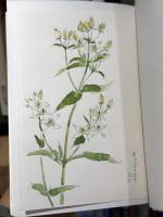 野村英夫詩集　【特装版限定50部　深沢紅子水彩画1葉入】