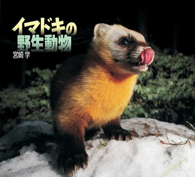 イマドキの野生動物 展覧会図録 宮崎学 りんてん舎 古本 中古本 古書籍の通販は 日本の古本屋 日本の古本屋 イマドキの野生動物 展覧会図録 宮崎学 りんてん舎 古本 中古本 古書籍の通販は 日本の古本屋 日本の古本屋