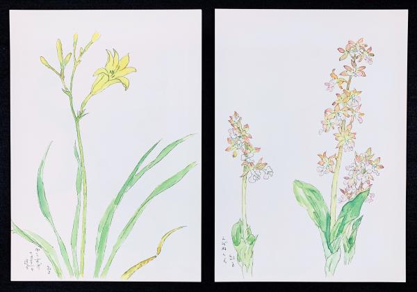 野の花 深沢紅子 / 古本、中古本、古書籍の通販は「日本の古本屋