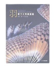 羽 : 原寸大写真図鑑