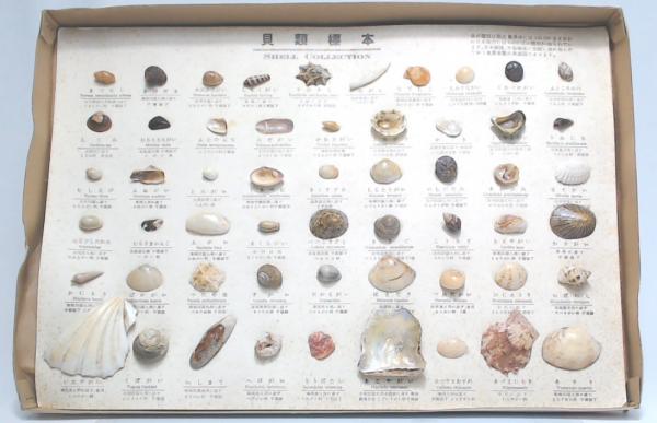 貝類標本 55種類 / 池袋ブックサービス / 古本、中古本、古書籍