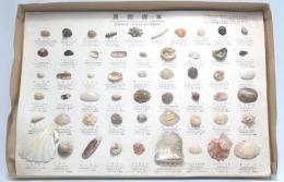 貝類標本　55種類