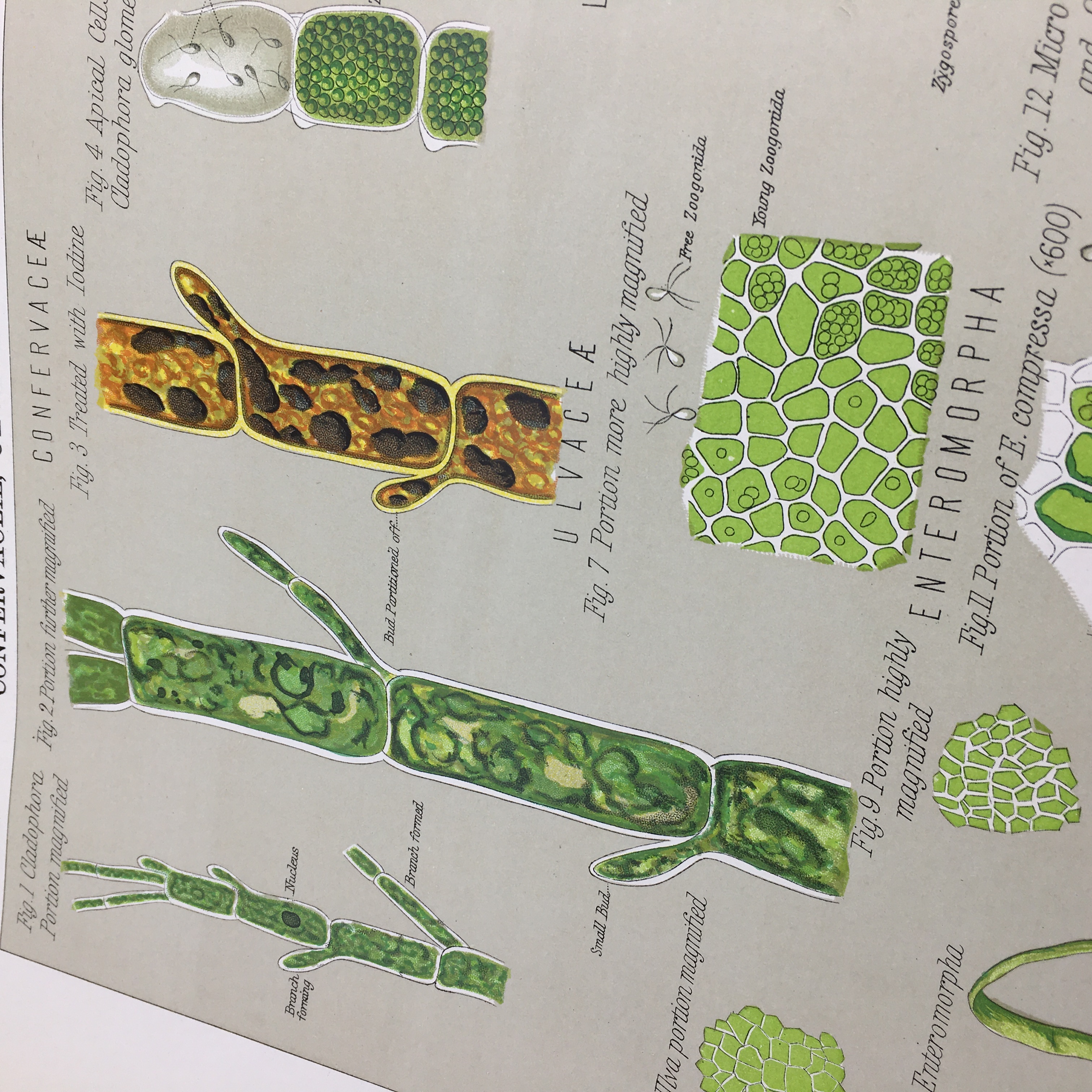 円高還元 Daniel 18 多色石版画52枚 イギリス スコットランド 大判 隠花植物 種子植物 Atlas Mcalpine Botanical 洋書 The 博物画 石版画 リトグラフ Mediaktiva Rs