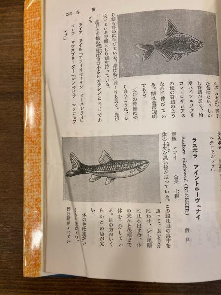 実用百科 熱帯魚の正しい飼い方 付 海水魚の飼い方 石川貞二 古本のんき 古本 中古本 古書籍の通販は 日本の古本屋 日本の古本屋