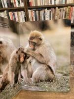 Tout beaux,bebes animaux　かわいいどうぶつのあかちゃん