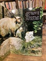 Tout beaux,bebes animaux　かわいいどうぶつのあかちゃん