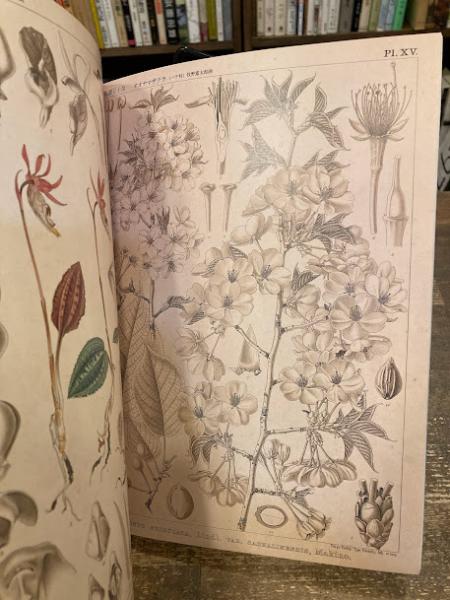 油絵　あらんぼん　小さな植物の中心部の世界　ボタニカルアート　ポップアート 油絵 あらんぼん 小さな植物の中心部の世界 ボタニカルアート