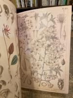 油絵　あらんぼん　小さな植物の中心部の世界　ボタニカルアート　ポップアート Image_20240510_0003.jpg