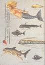 私家版魚類図譜