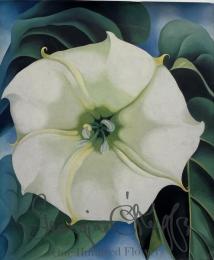 Georgia O'keeffe: 100 Flowers　ジョージア・オキーフ画集