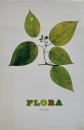 Flora　ニック・ナイト写真集