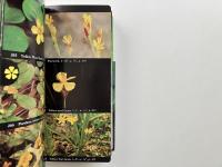 National Audubon Society field guide to North American wildflowers : Eastern region (全米オーデュボン協会北米野生花フィールドガイド：東部地域)