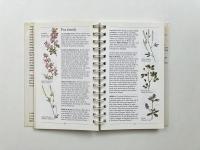 The Pocket Guide to Wild Flowers of the British Isles and Northern Europe <Natural History Pocket Guides> (イギリス諸島と北欧の野生の花のポケットガイド)
