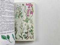 Pareys Blumenbuch : wildblühende Pflanzen Deutschlands und Nordwesteuropas (ドイツと北西ヨーロッパの野生植物)