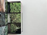 National Audubon Society field guide to North American trees : Western region (全米オーデュボン協会北米樹木フィールドガイド：西部地域)
