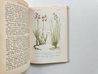 Alpenpflanzen 4 <Sammlung naturwissenschaftlicher Taschenbücher 23> (高山植物)