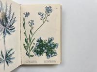 Pflanzenbilder aus den Alpen (アルプスの植物)