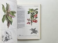Zimmerpflanzen (観葉植物)