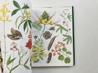 Flowering plants of the world (世界の被子植物)