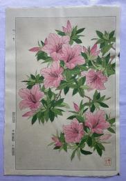 河原崎奨堂　つつじ