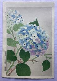 河原崎奨堂　紫陽花