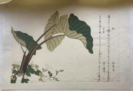 歌磨呂　虫撰　虻と芋虫