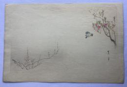 三島蕉窓　花鳥画