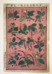 日本国産生豆類一覧図　木版画　明治