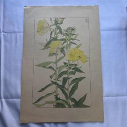 杉浦非水　非水百花譜　大待宵草