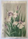 河原崎奨堂　菖蒲
