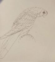 [英]Some British Birds