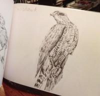 [英]Some British Birds