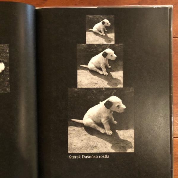 Dasenka(Karel Capek) / 古本、中古本、古書籍の通販は「日本の古本屋