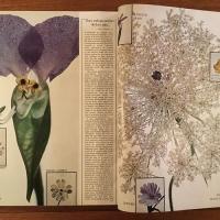 [英]Vogue 1974年12月号