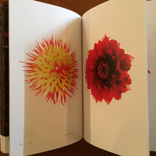 Encyclopedia of Flowers 植物図鑑 III(東信 椎木俊介) / 古本、中古本