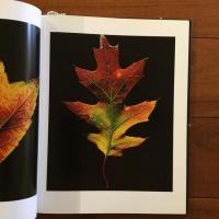 [英]fall: photographs by Christopher Griffith