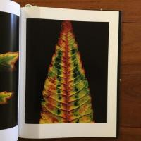 [英]fall: photographs by Christopher Griffith