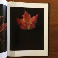 [英]fall: photographs by Christopher Griffith