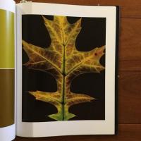 [英]fall: photographs by Christopher Griffith