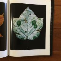 [英]fall: photographs by Christopher Griffith