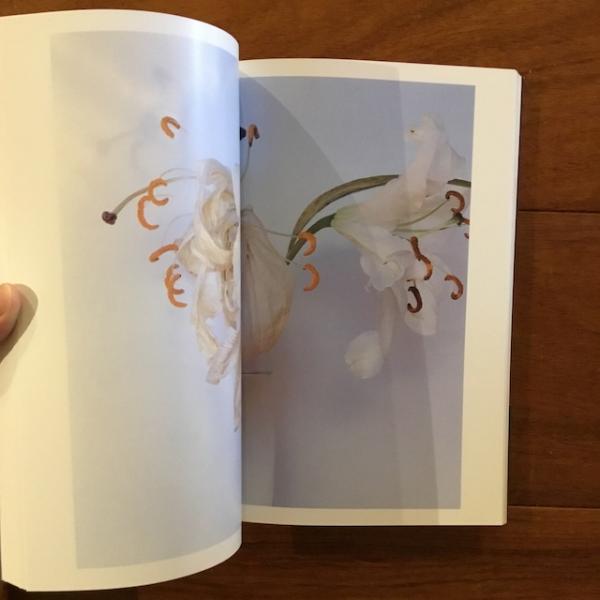 初版・帯付】荒木経惟写真全集 第17巻 花淫 - メルカリ