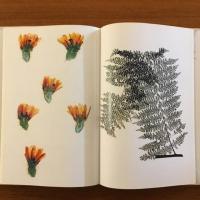 [英]Flora