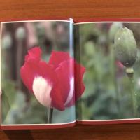 [英]Opium: The Poisoned Poppy