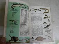 FISHES　A　GUIDE TO　FAMILIAR 　AMERICAN　SPECIES　英文ペーパーバック　文庫　ヤケシミ汚難痛有　K3中　送料300円