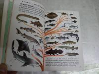 FISHES　A　GUIDE TO　FAMILIAR 　AMERICAN　SPECIES　英文ペーパーバック　文庫　ヤケシミ汚難痛有　K3中　送料300円