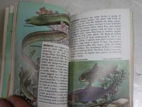 FISHES　A　GUIDE TO　FAMILIAR 　AMERICAN　SPECIES　英文ペーパーバック　文庫　ヤケシミ汚難痛有　K3中　送料300円